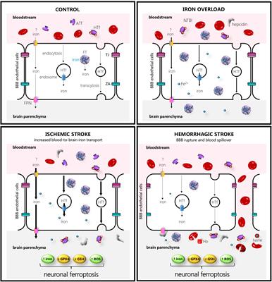 Deciphering the Iron Side of Stroke: Neurodegeneration at the Crossroads Between Iron Dyshomeostasis, Excitotoxicity, and Ferroptosis